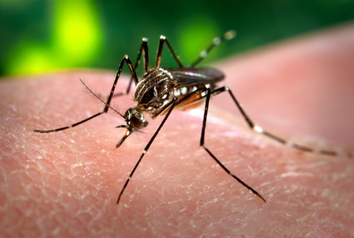 Dengue Aedes aegypti CDC Gathany