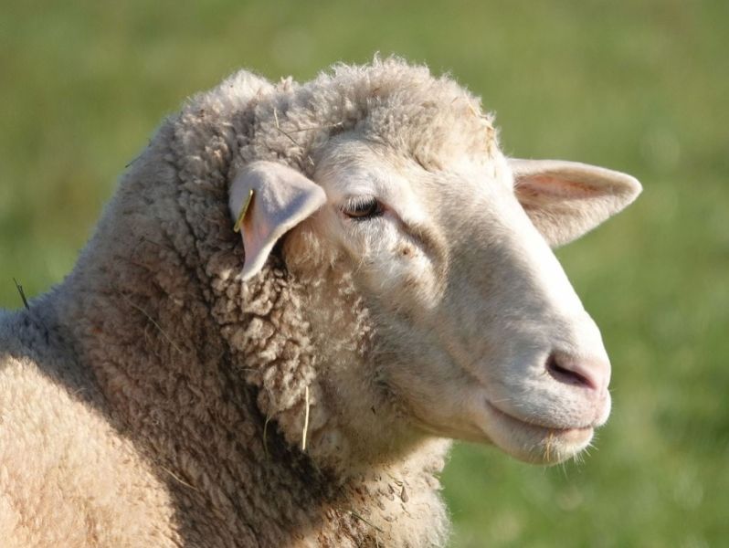 sheep ovini