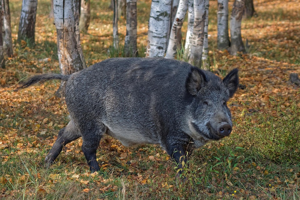 Cinghiale peste suina