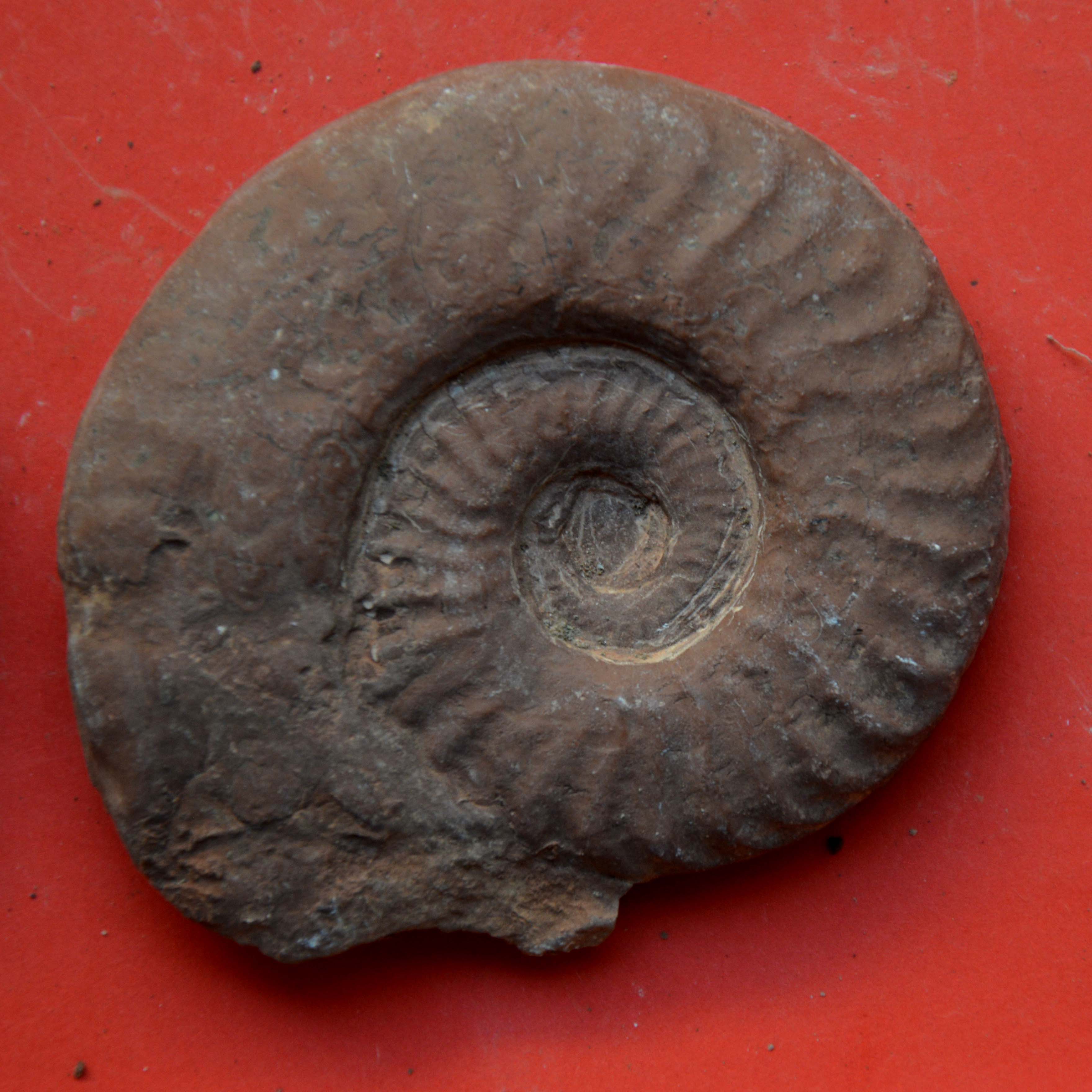 Hildoceras