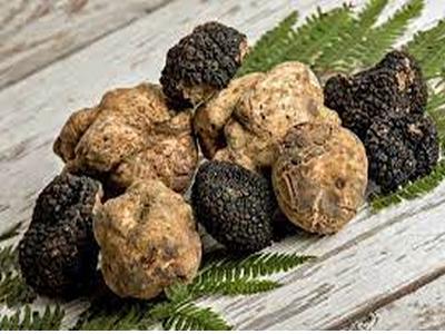 Tartufo