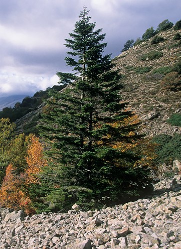 abies nebrodensis PAAG0116