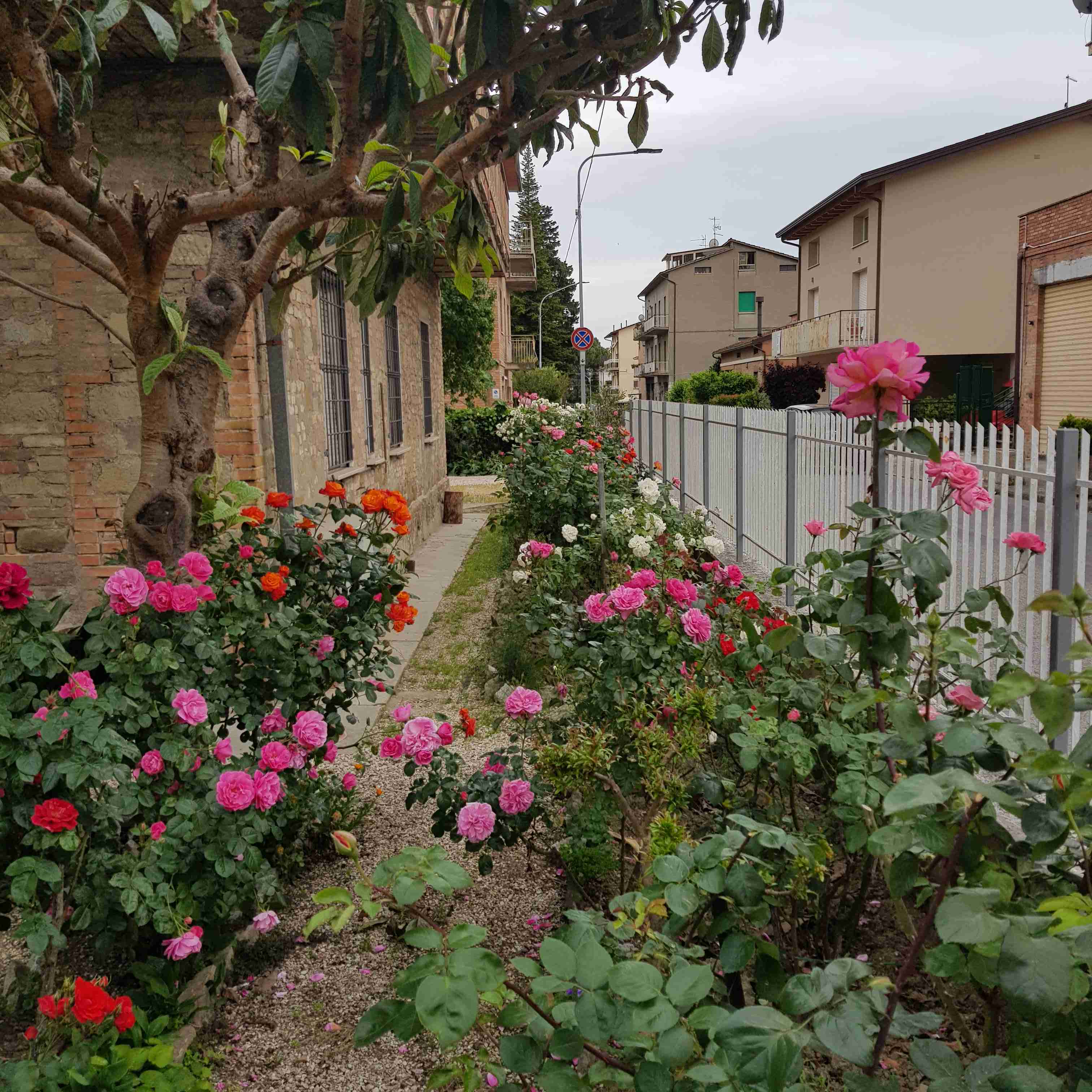 Balconi fioriti 5.7.21