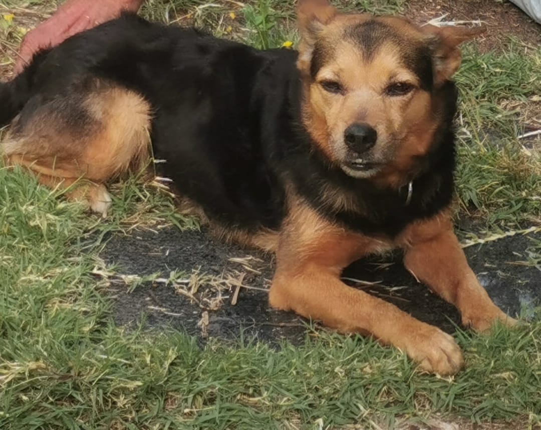 Cane