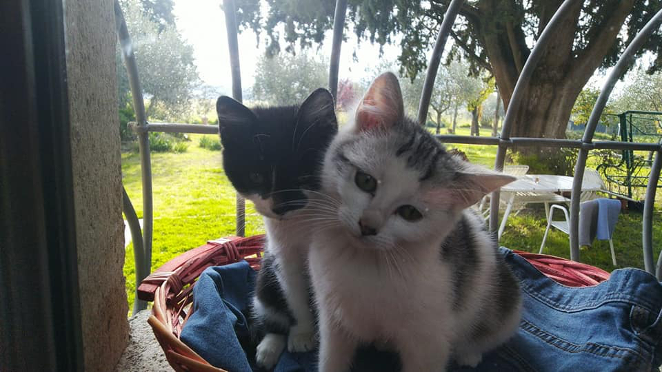 Gatti Sant Arcangelo