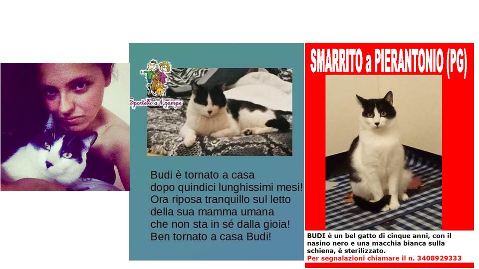 Gatto300321