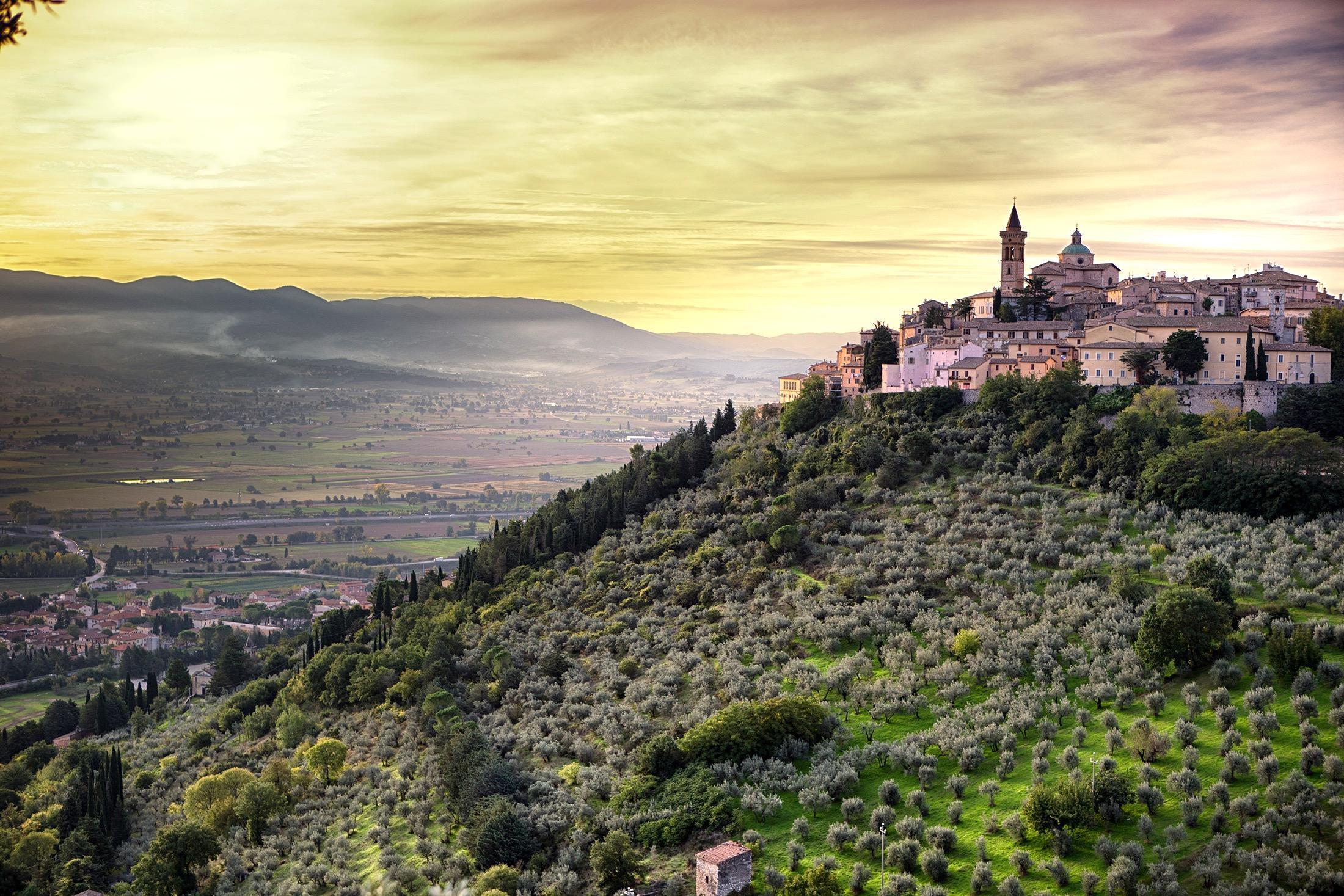 Olivi Umbria 1
