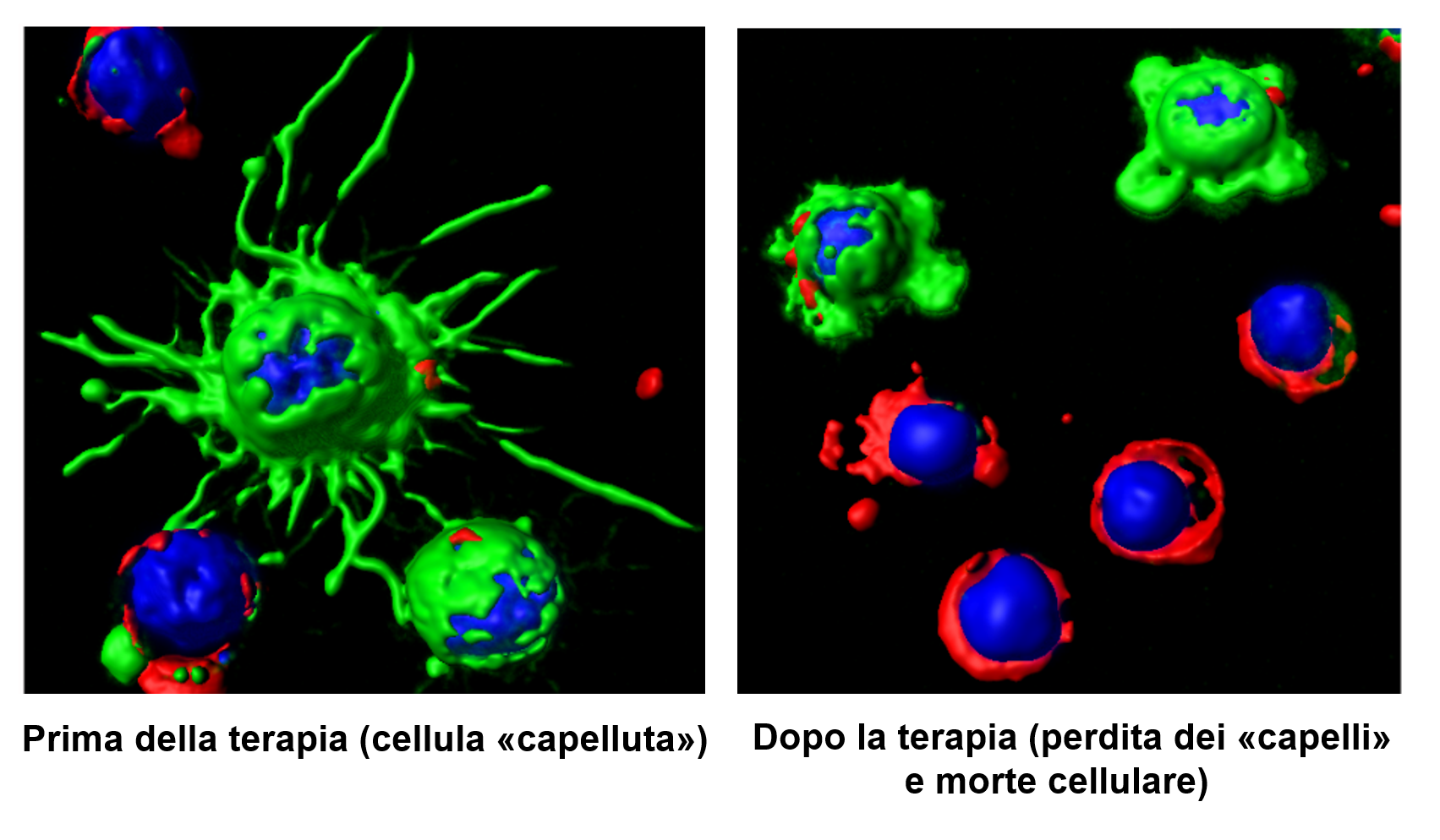 cellule capellute