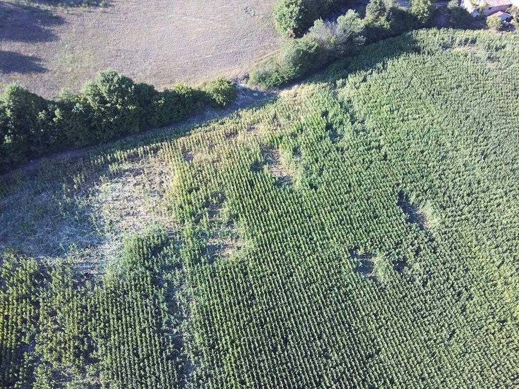 cinghiali danni azienda agricola 4