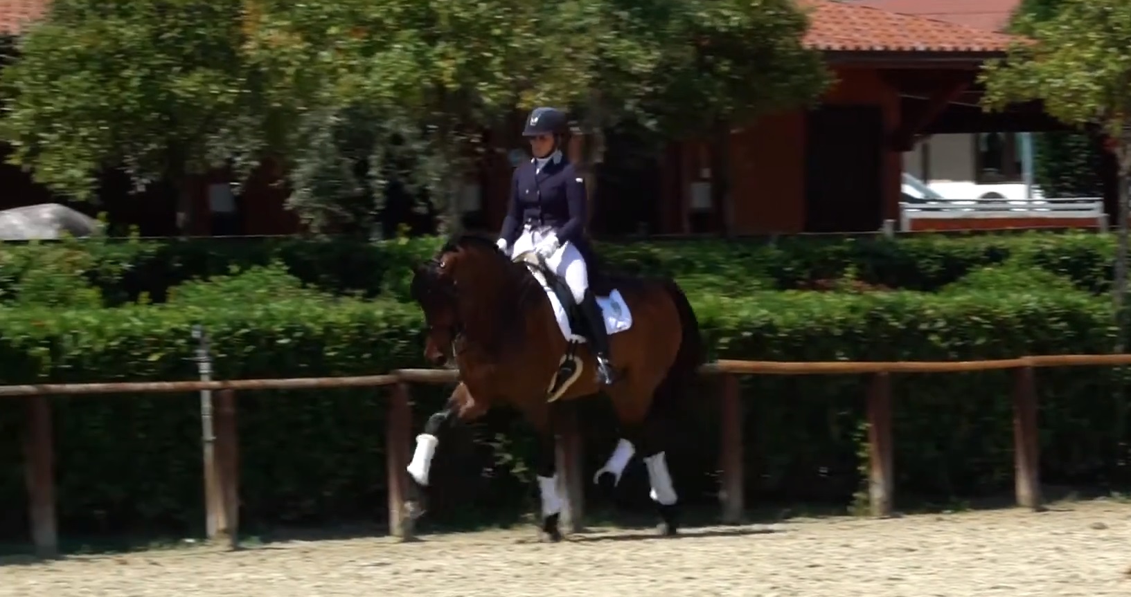dressage 