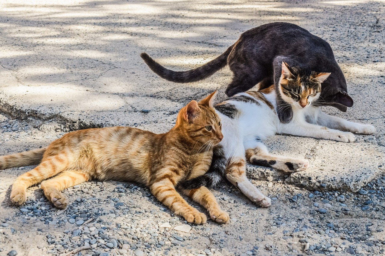 gatti