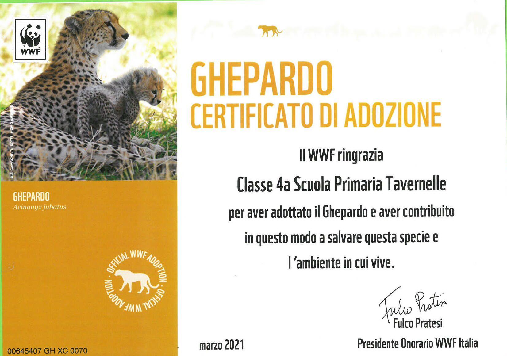 ghepardo