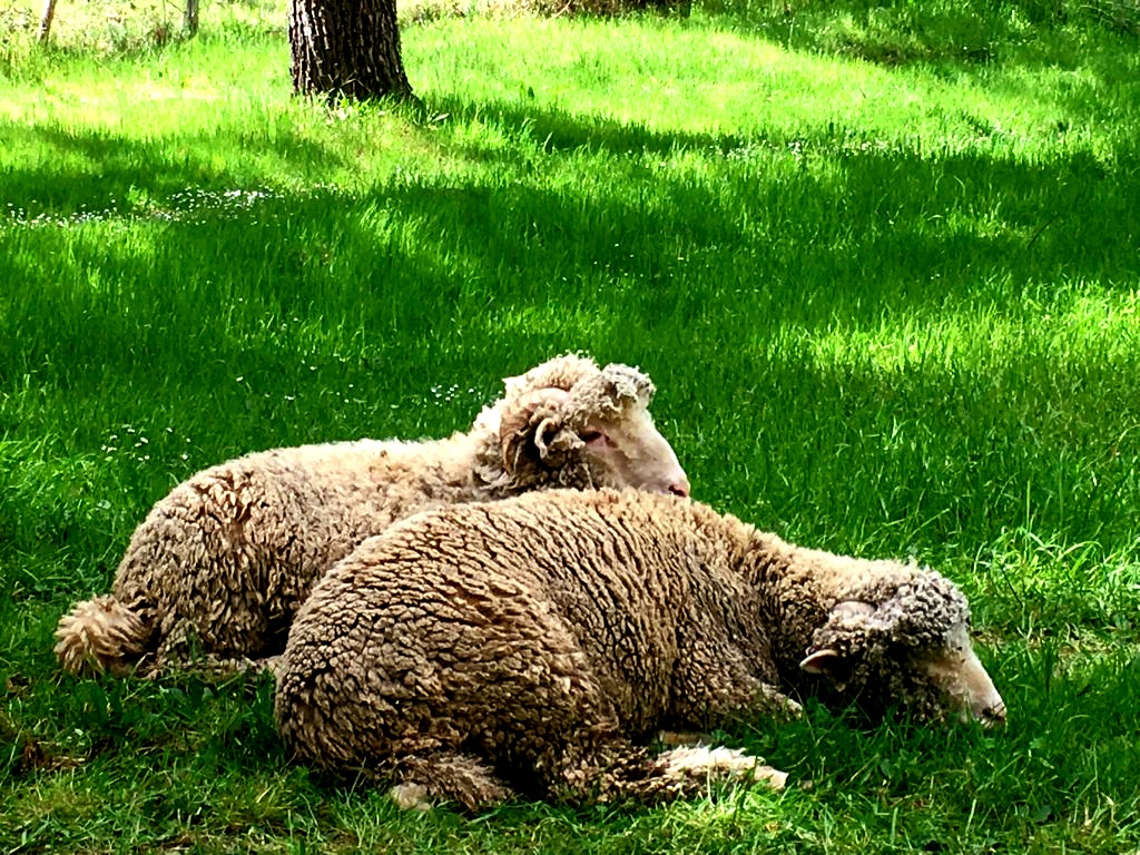 pecore al pascolo