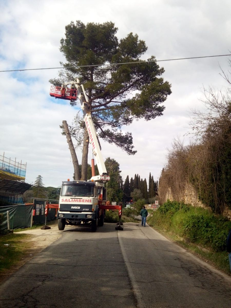 provincia taglio albero su sr 205