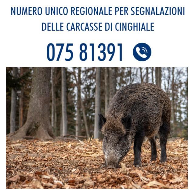 Peste suina1