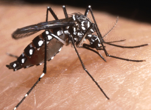 aedes albopictus