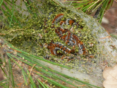 bozzolo con processionari 2 500x375