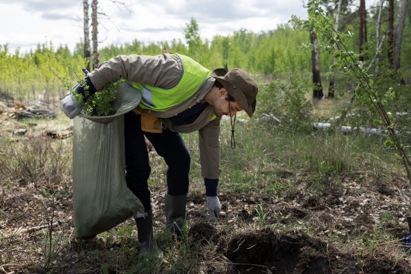 reforestation done by voluntary group