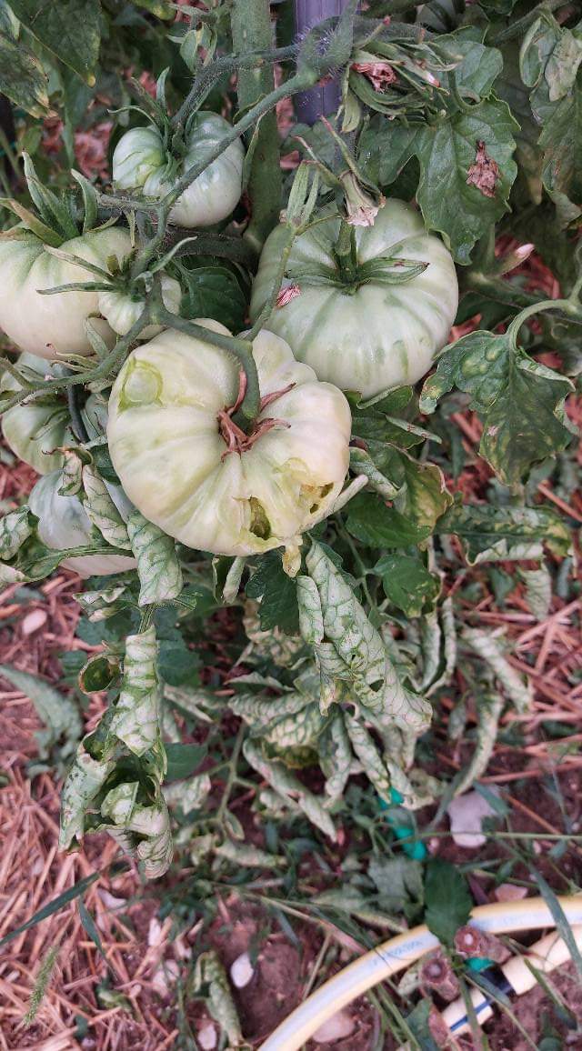 pomodori