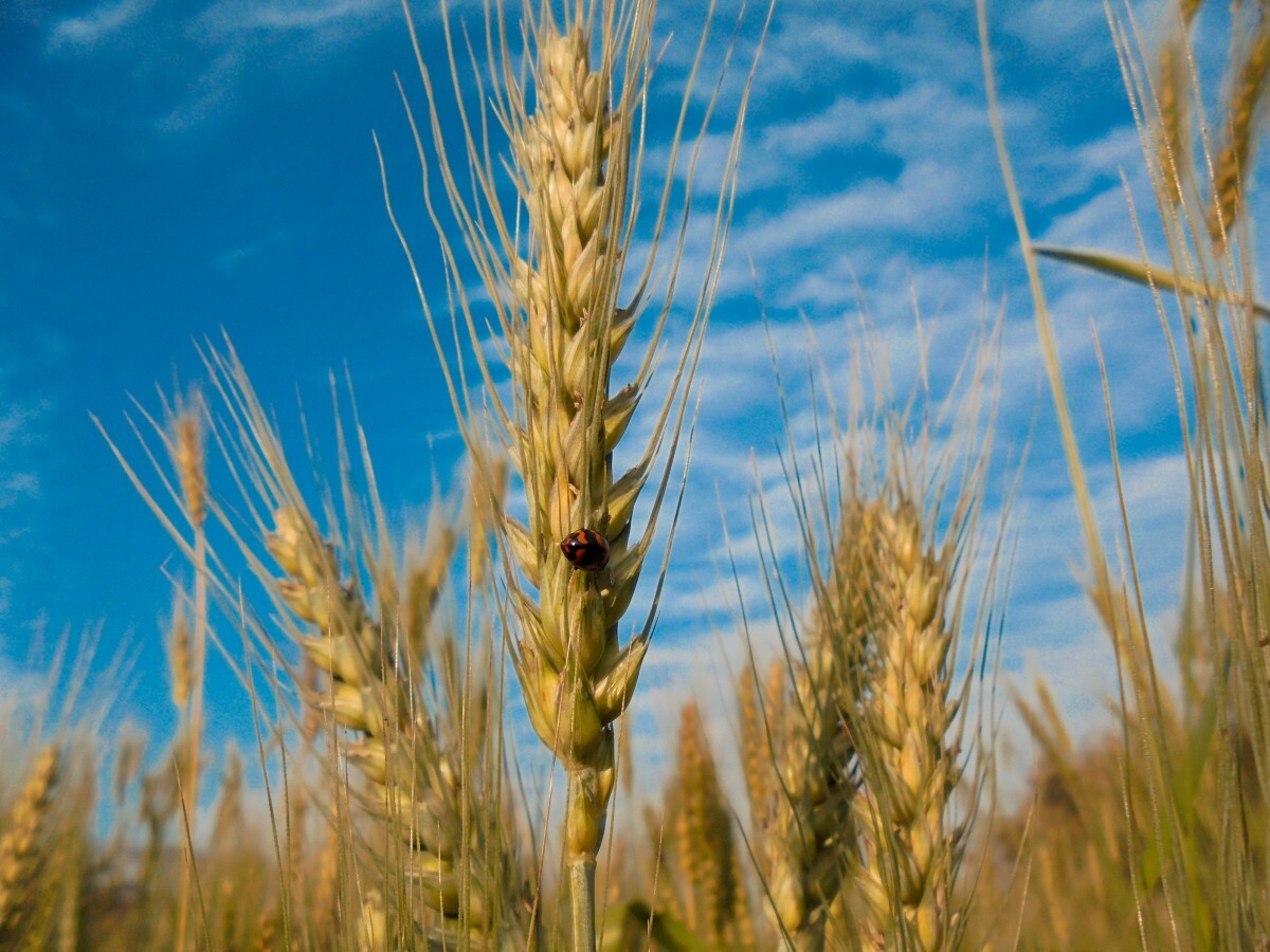 grano 2