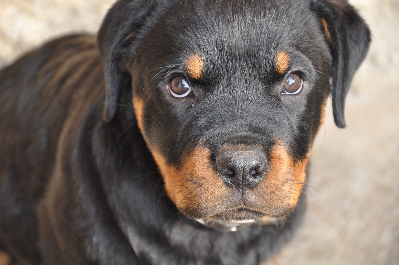 rottweiler 213394 1280