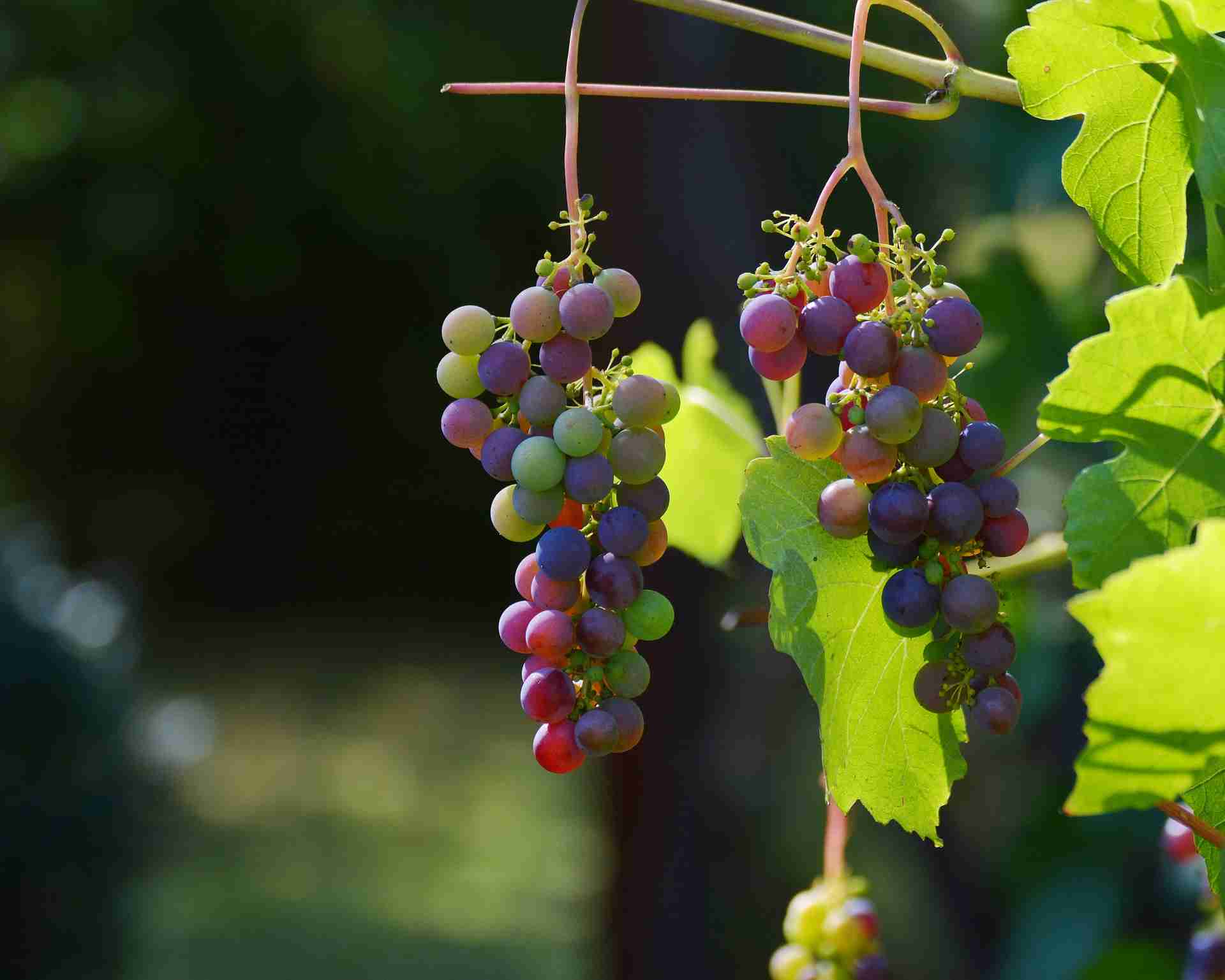 grapes g009a7397c 1920