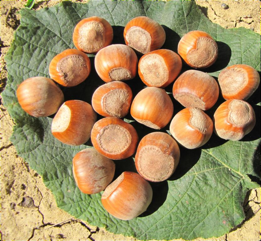 nocciola tonda francescana 1