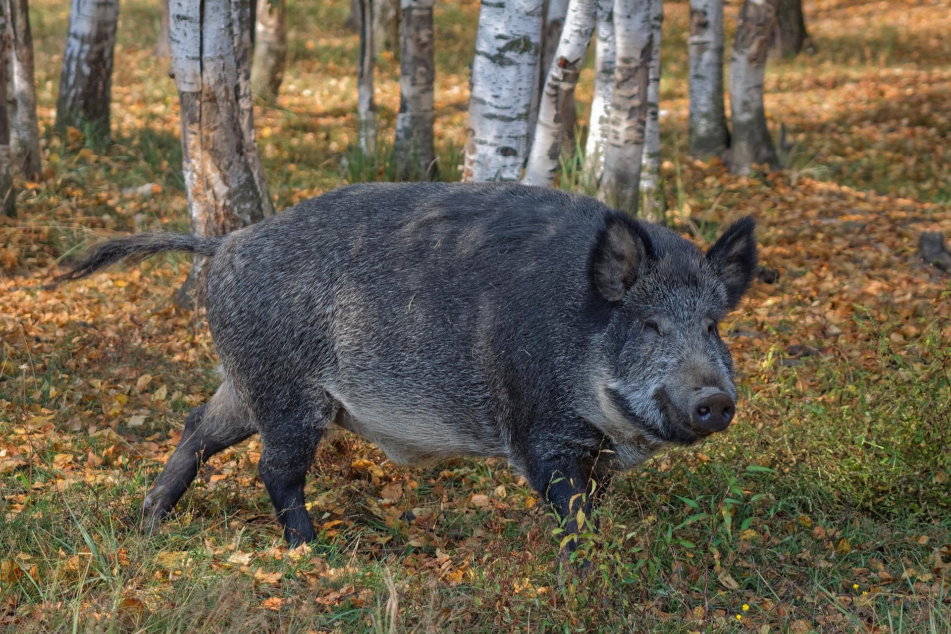 Cinghiale peste suina