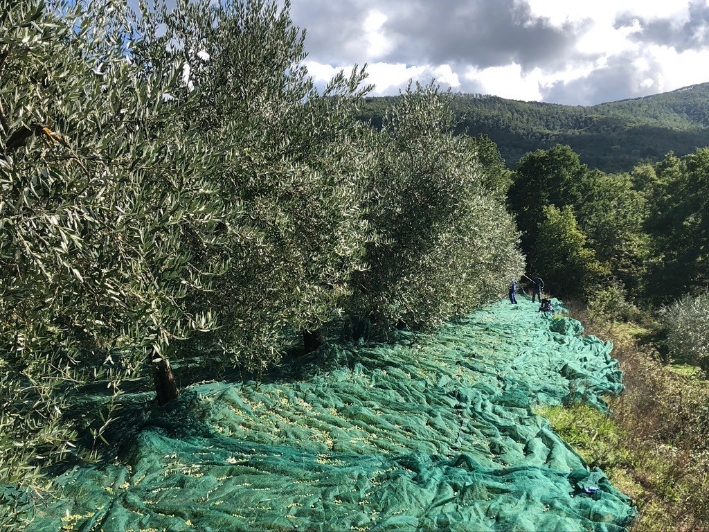 olivi