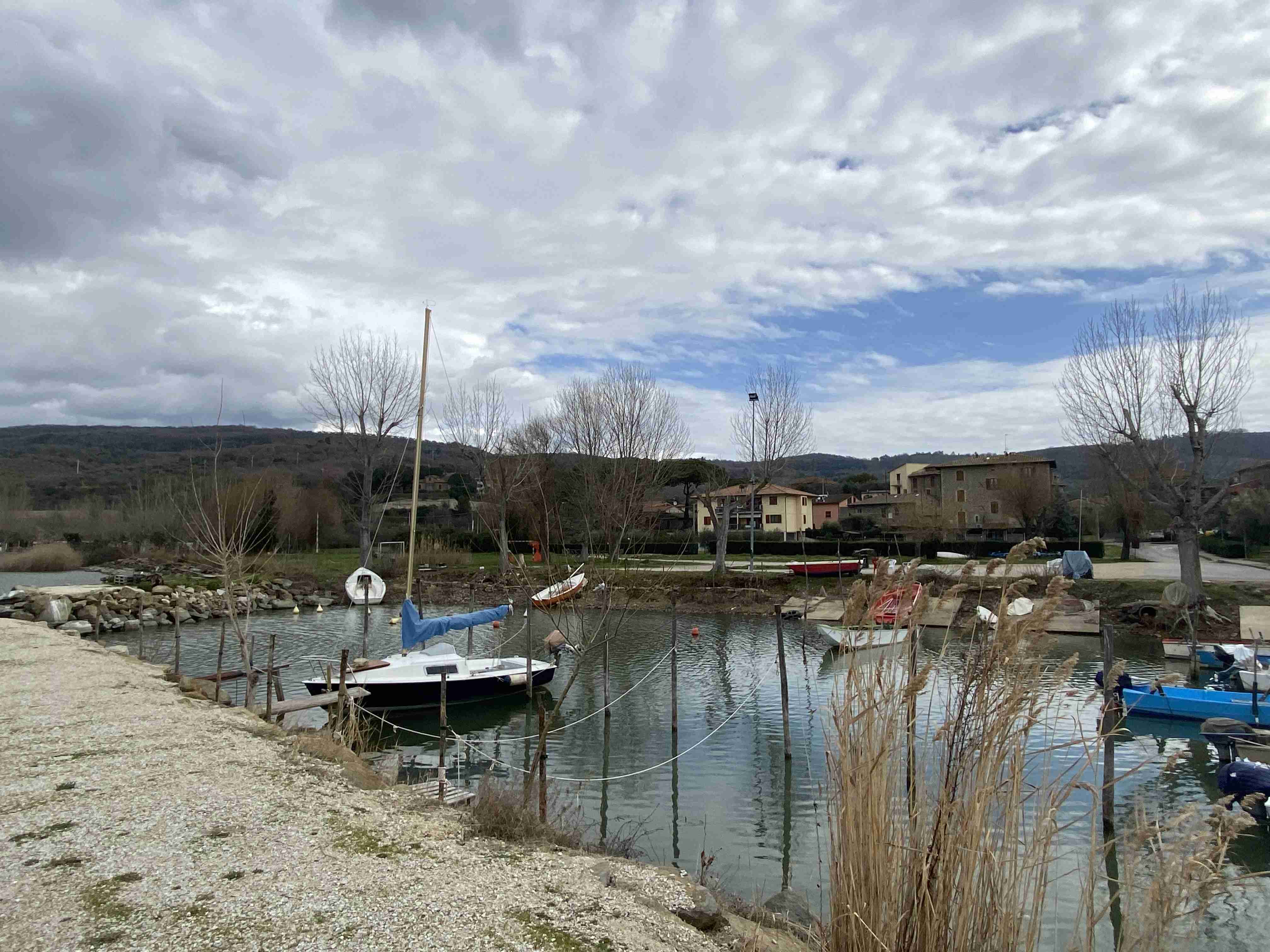 Toricella
