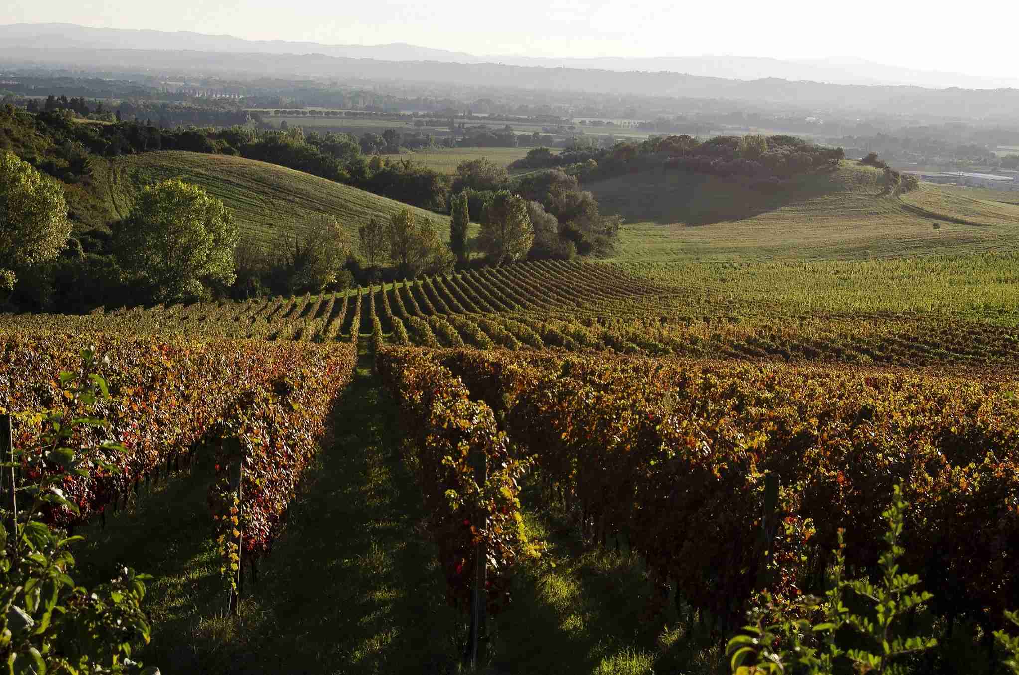 Lungarotti vigneto Vigna Monticchio