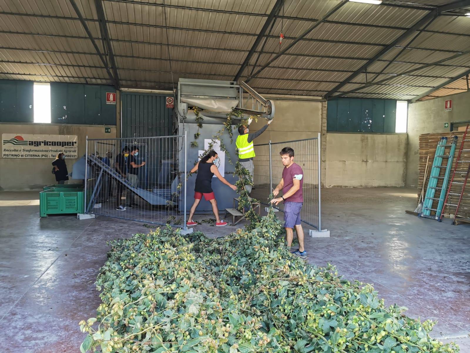 Luppolo lavorazione