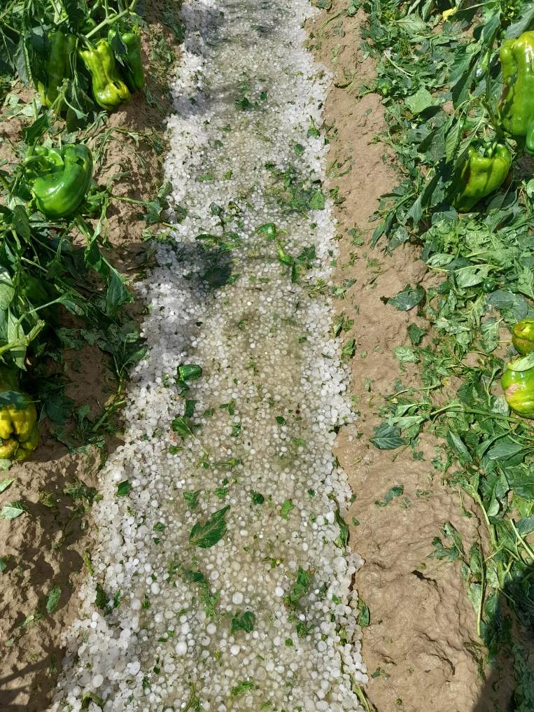 Maltempo peperoni