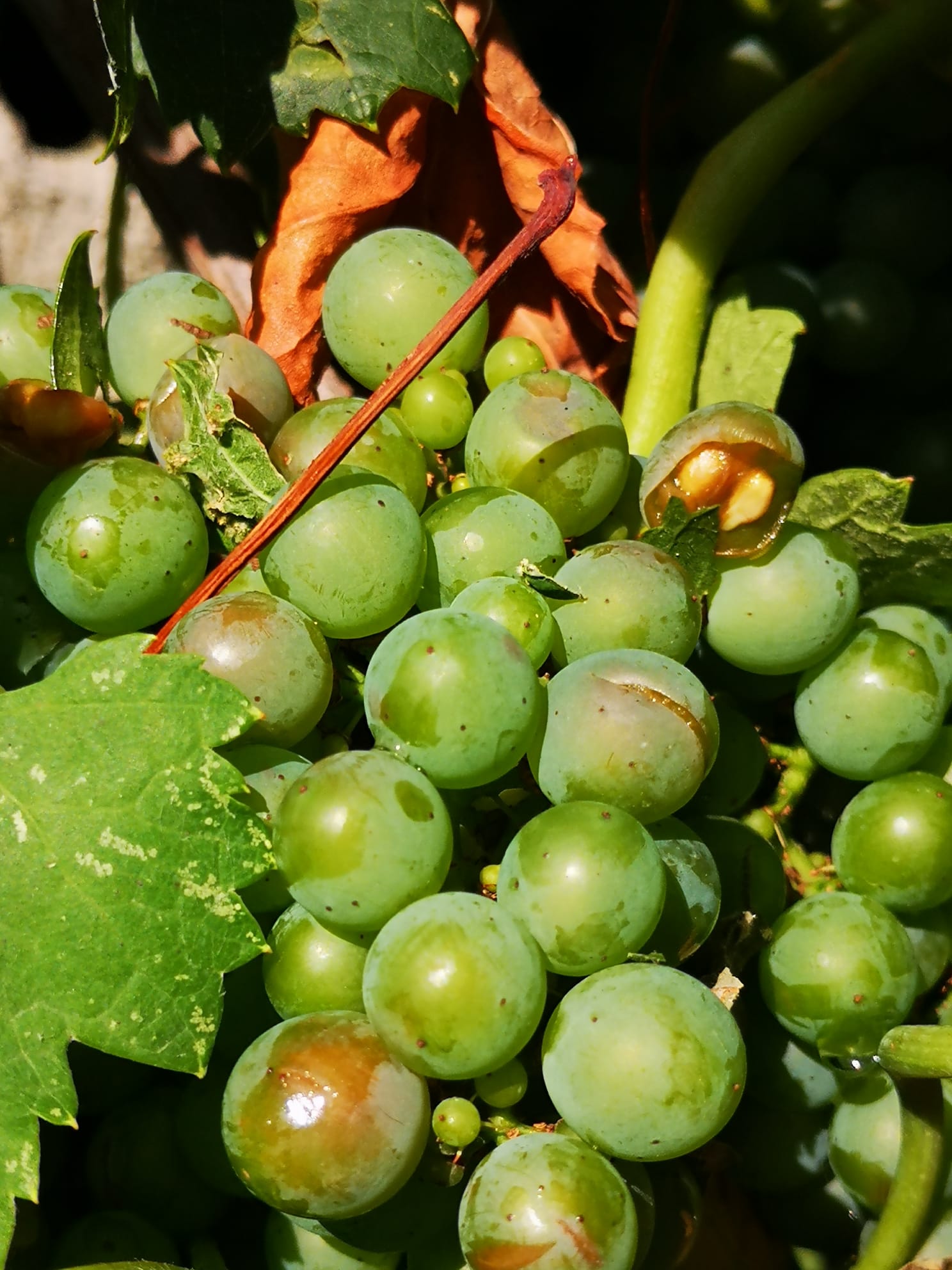 Maltempo uva
