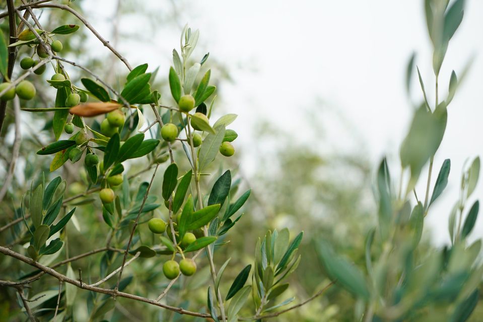 Olive 2