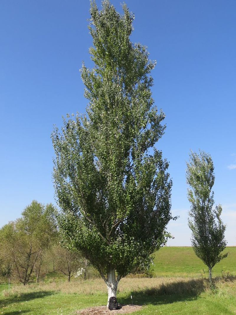 Populus alba