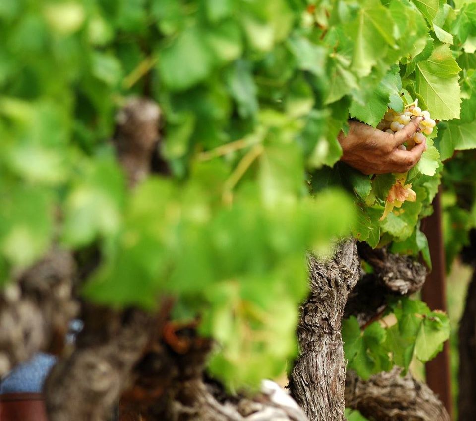 vendemmia