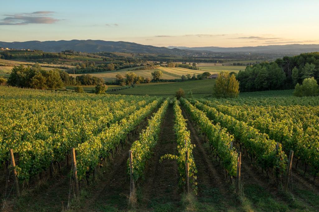 vigneti Torgiano