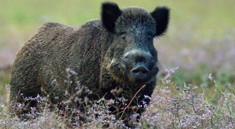 cinghiale