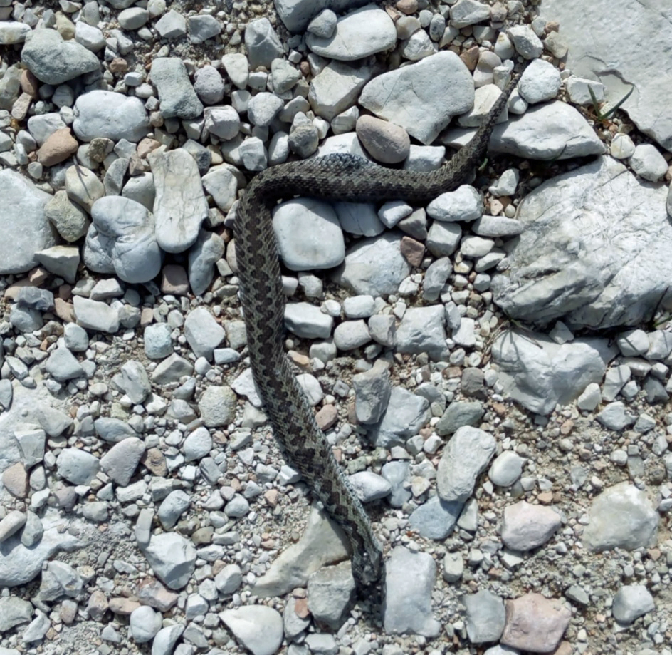 vipera orsini uccisa