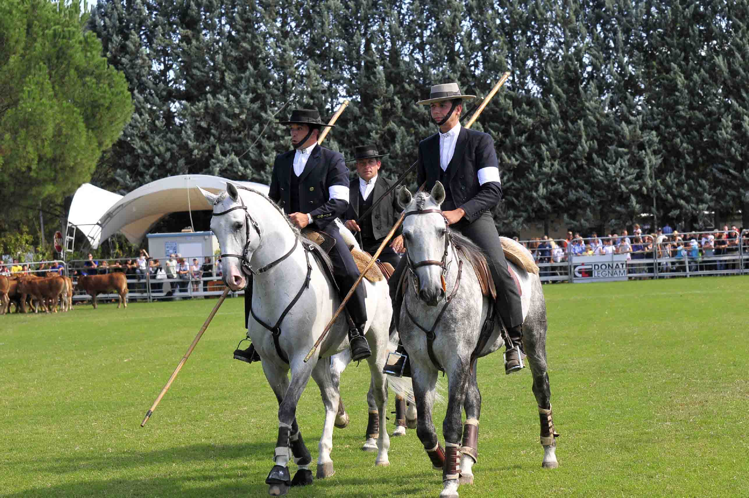 Campionato Europeo Monta da Lavoro 2