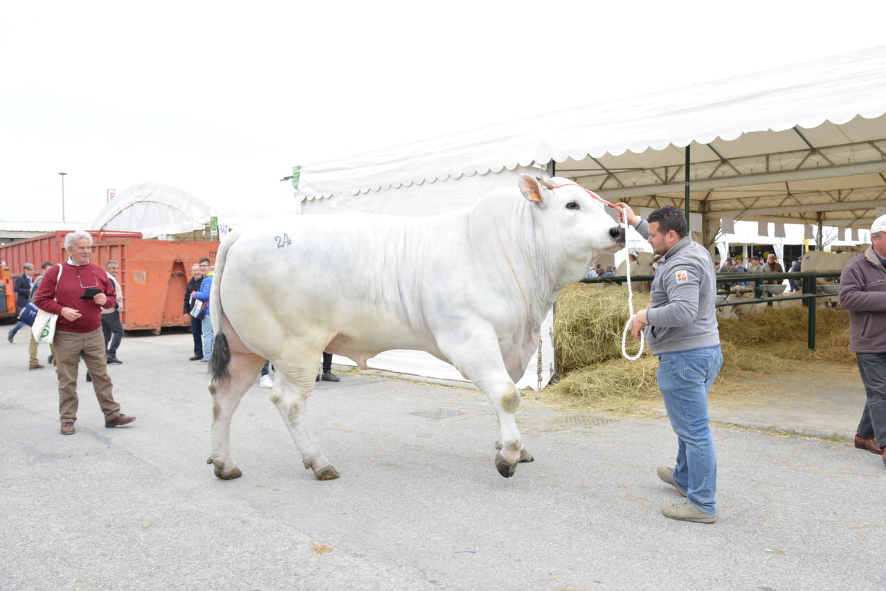 Chianina Agriumbria