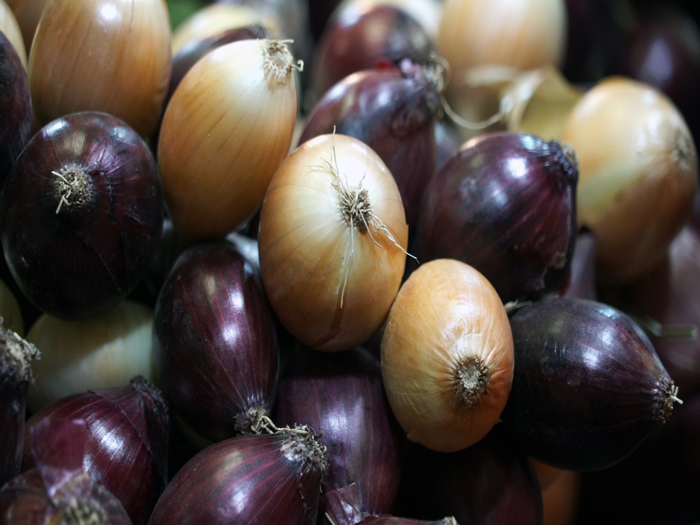 Cipolle di Cannara
