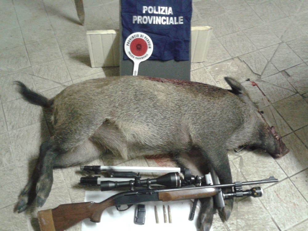 FOTO Cinghiale