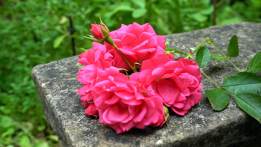 I giorni delle rose