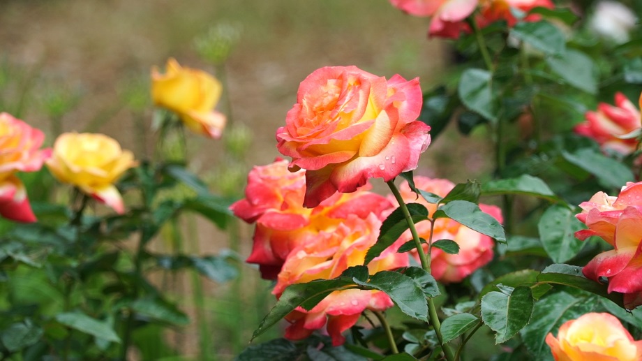 Inaugurazione de I giorni delle rose 2