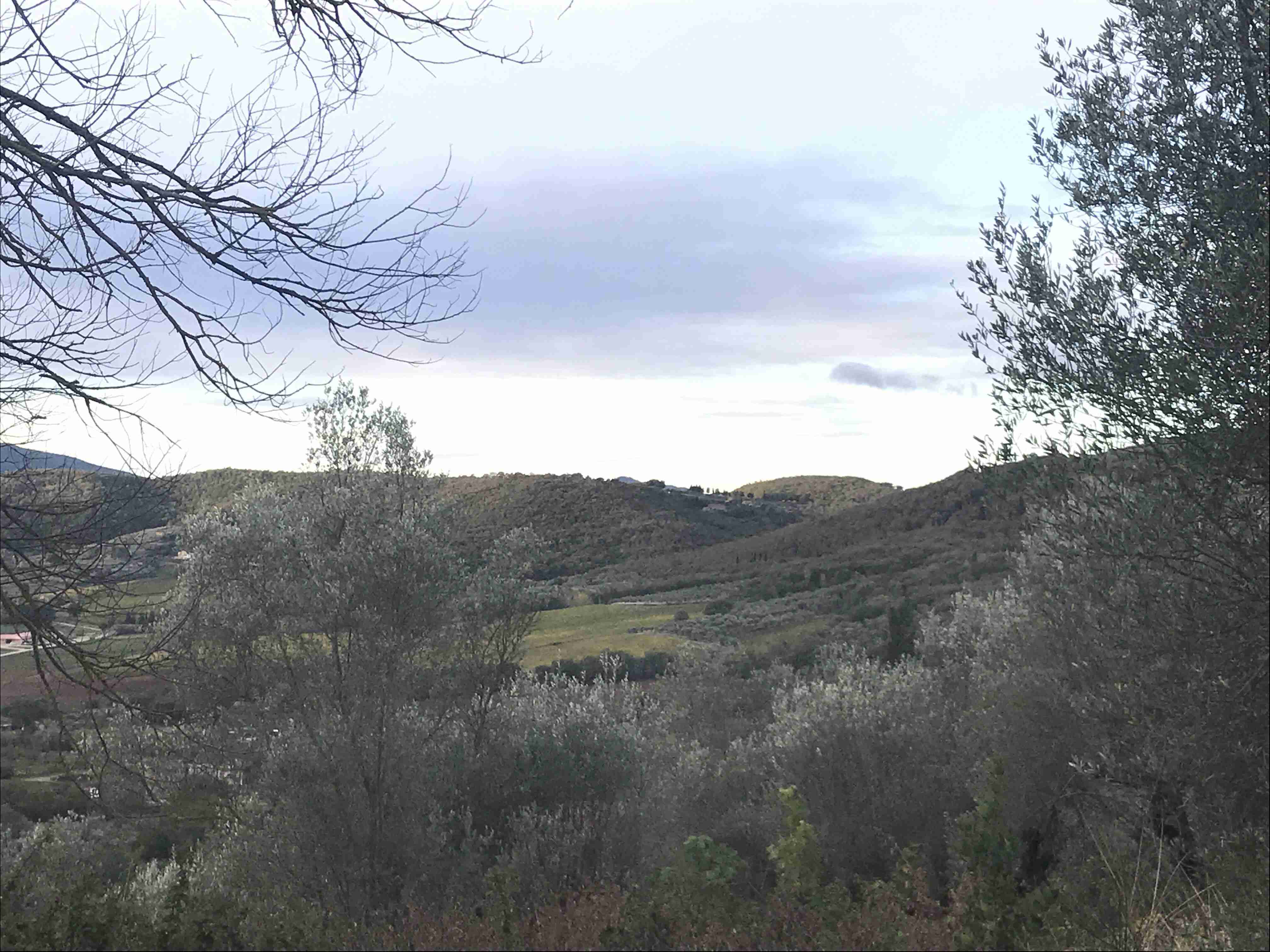 Olivi 