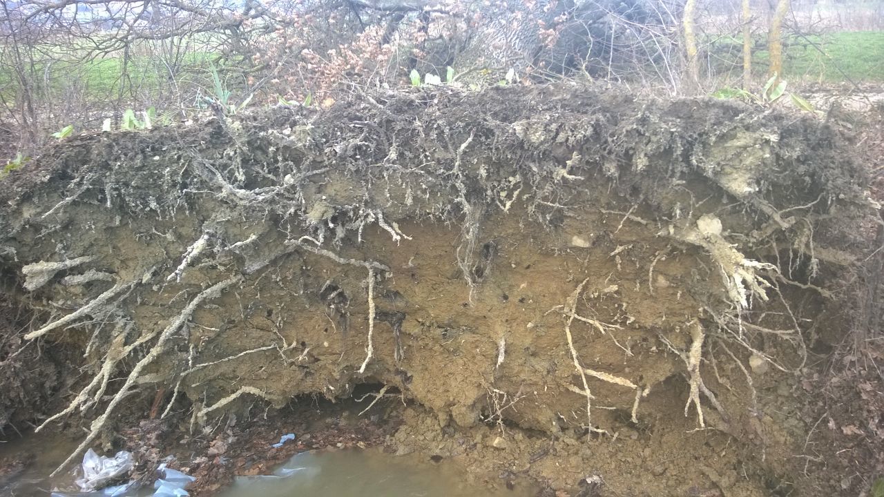 Piante sradicate dal maltempo in Alto Tevere 2