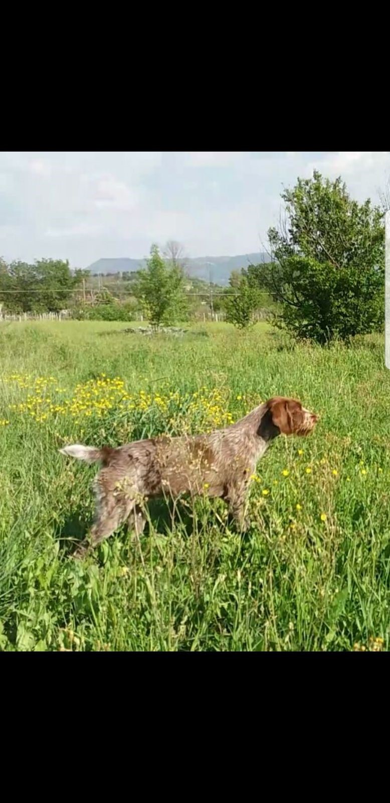 RESTONE BRACHIURO