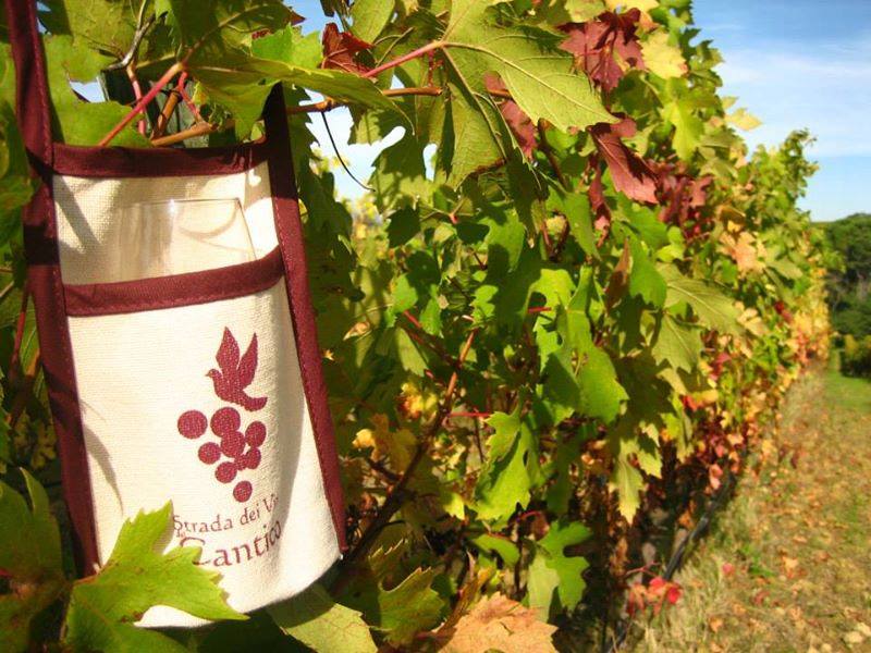 Strada Cantico vigna autunno